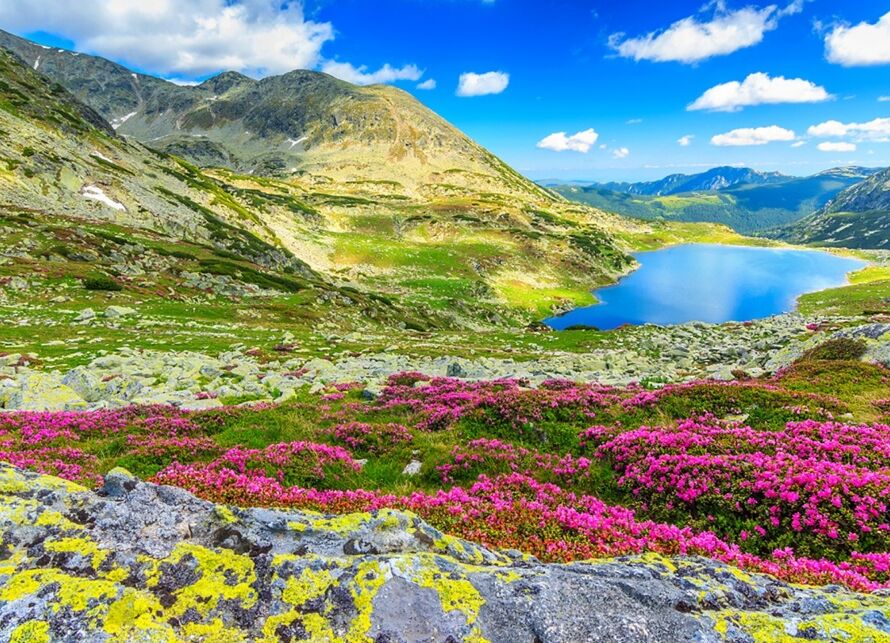 valley of flower uttarakhand