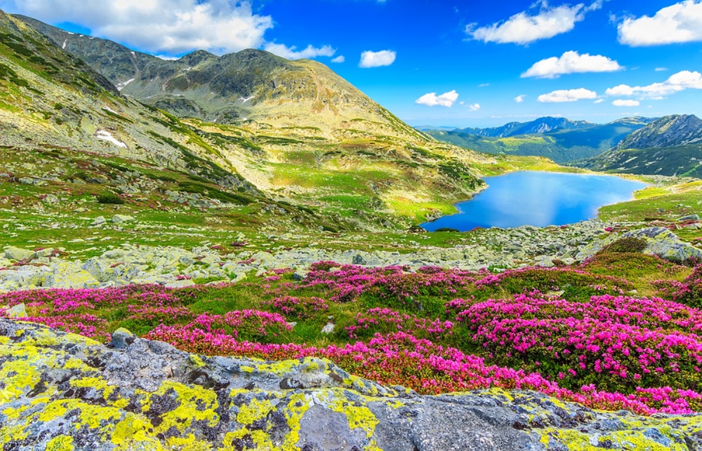 valley of flower uttarakhand