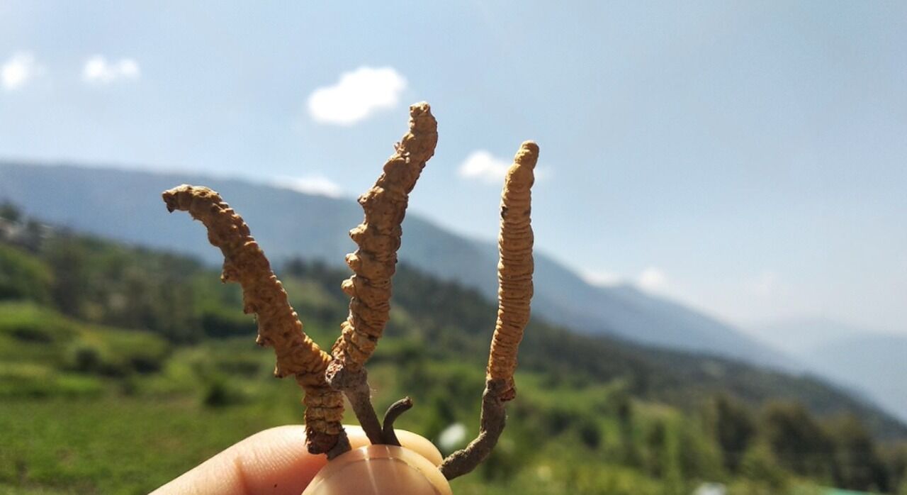 Cordyceps Sinensis in the himalayas
