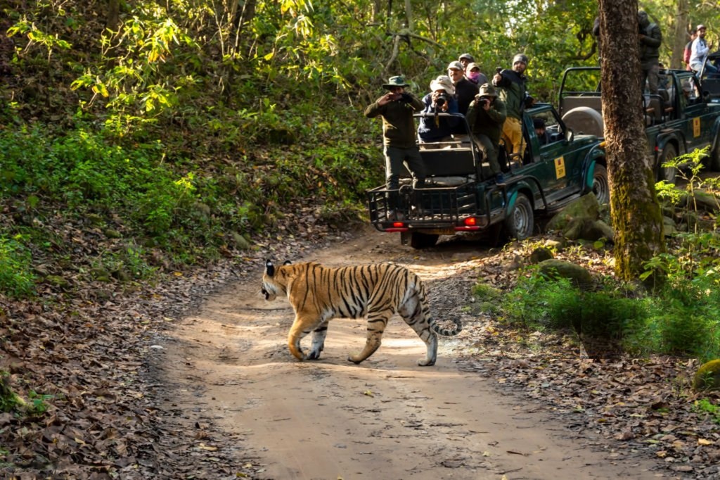 Jim Corbett National Park Safari
