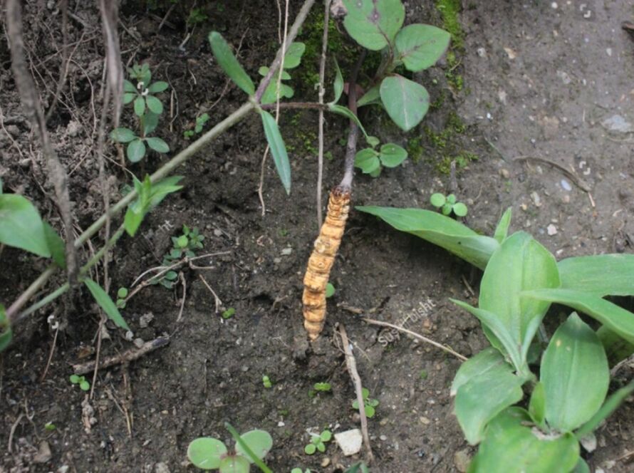 Keeda jadi harvesting